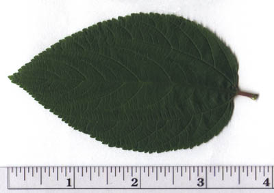 Ceanothus americanus L.