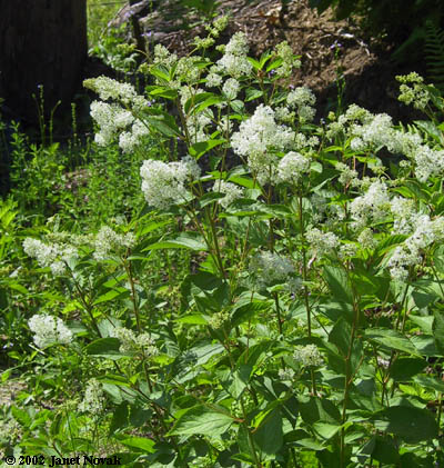Ceanothus americanus L.