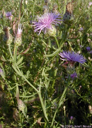 Centaurea biebersteinii DC.