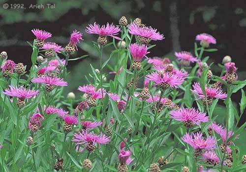 Centaurea jacea L.