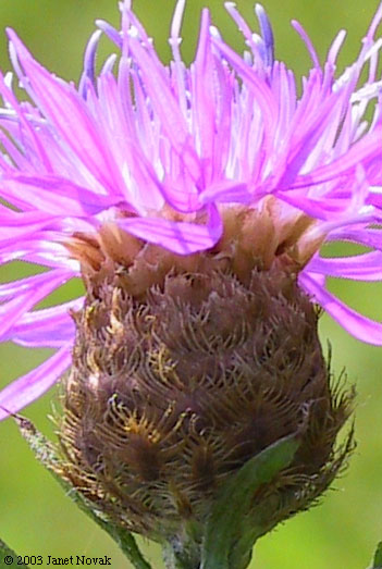 Centaurea jacea L.