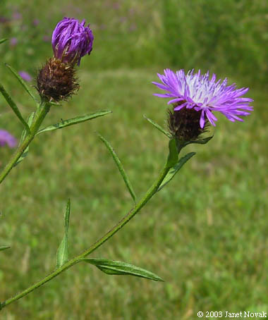 Centaurea jacea L.