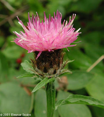 Centaurea nigra L.
