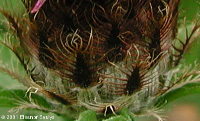Centaurea nigra L.