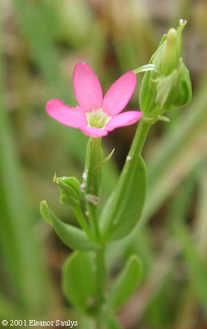 Centaurium pulchellum (Sw.) Druce
