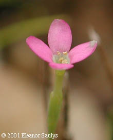 Centaurium pulchellum (Sw.) Druce