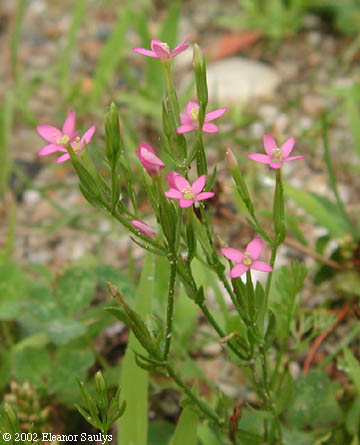 Centaurium pulchellum (Sw.) Druce