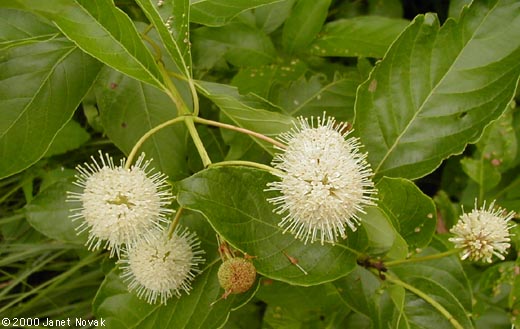 Cephalanthus occidentalis L.