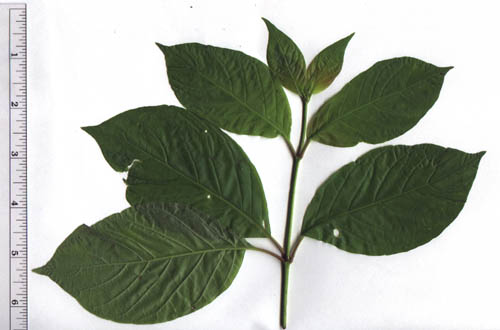 Cephalanthus occidentalis L.