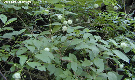 Cephalanthus occidentalis L.