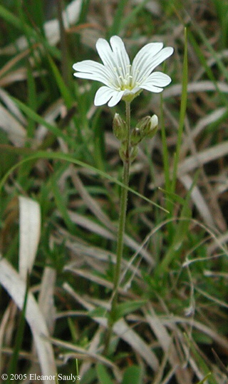 Cerastium arvense L.