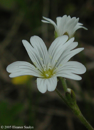 Cerastium arvense L.