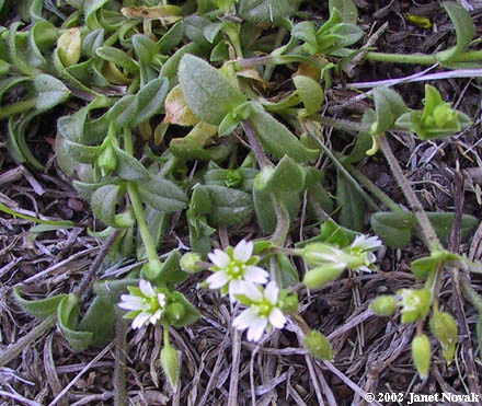 Cerastium fontanum Baumg.