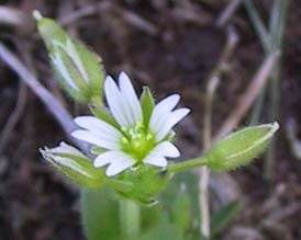 Cerastium fontanum Baumg.