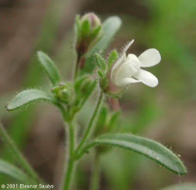Chaenorhinum minus (L.) Lange