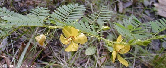 Chamaecrista fasciculata (Michx.) Greene