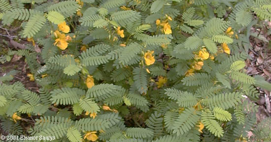 Chamaecrista fasciculata (Michx.) Greene