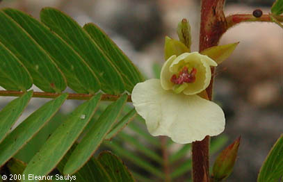 Chamaecrista nictitans (L.) Moench