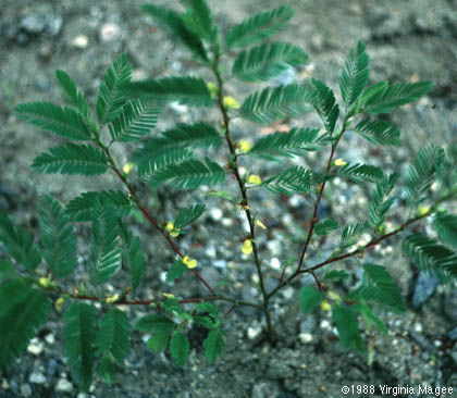Chamaecrista nictitans (L.) Moench