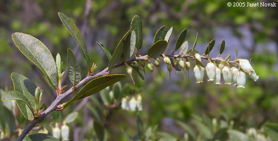 Chamaedaphne calyculata (L.) Moench