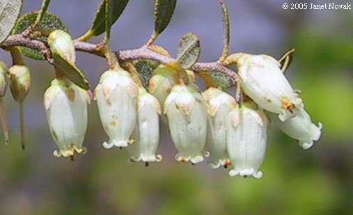 Chamaedaphne calyculata (L.) Moench