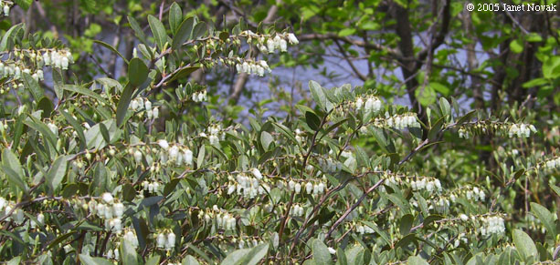 Chamaedaphne calyculata (L.) Moench