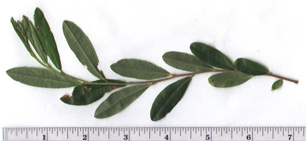 Chamaedaphne calyculata (L.) Moench