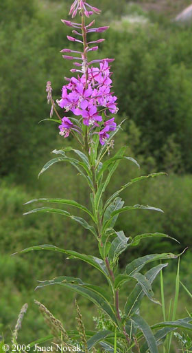 Chamerion angustifolium (L.) Holub