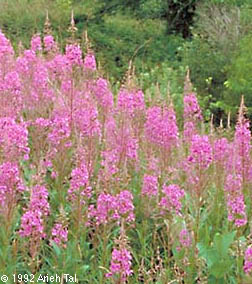 Chamerion angustifolium (L.) Holub