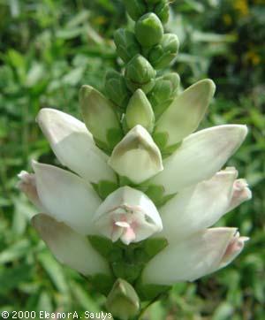 Chelone glabra L.