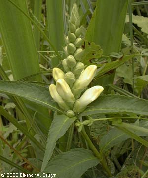 Chelone glabra L.