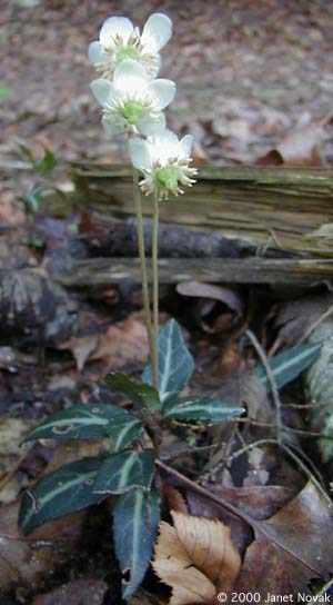 Chimaphila maculata (L.) Pursh