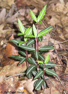 Chimaphila maculata (L.) Pursh