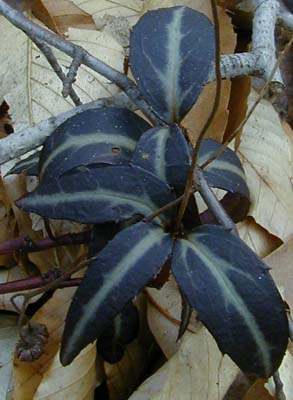 Chimaphila maculata (L.) Pursh