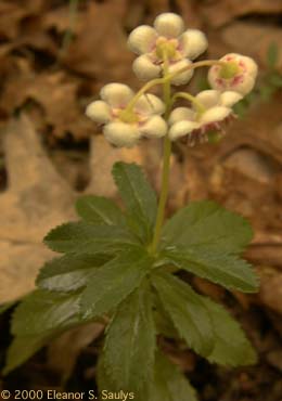 Chimaphila umbellata (L.) W. Bart.