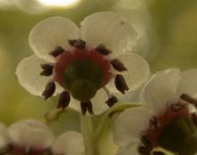 Chimaphila umbellata (L.) W. Bart.