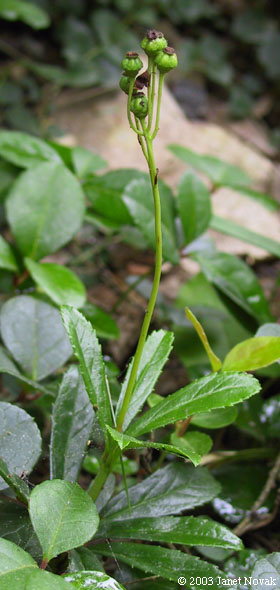 Chimaphila umbellata (L.) W. Bart.