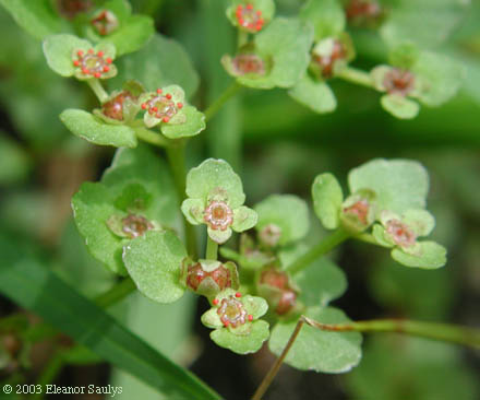 Chrysosplenium americanum Schwein. ex Hook.