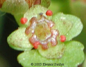 Chrysosplenium americanum Schwein. ex Hook.