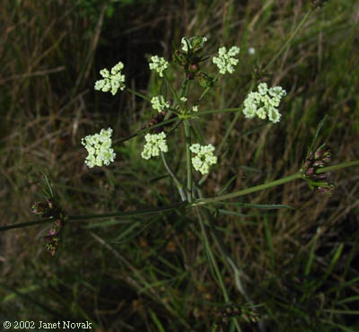 Cicuta bulbifera L.