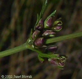 Cicuta bulbifera L.