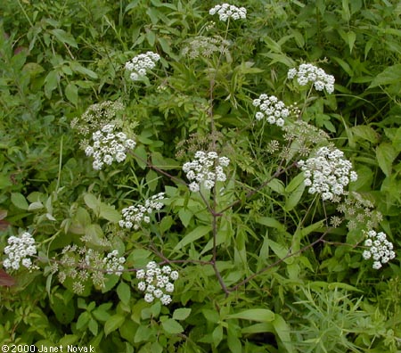 Cicuta maculata L.