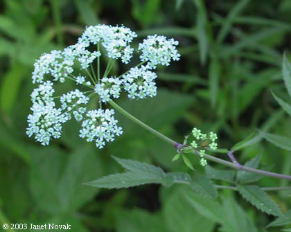 Cicuta maculata L.