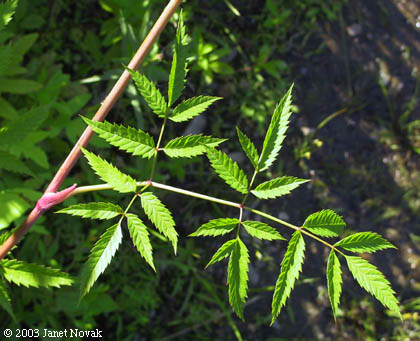 Cicuta maculata L.