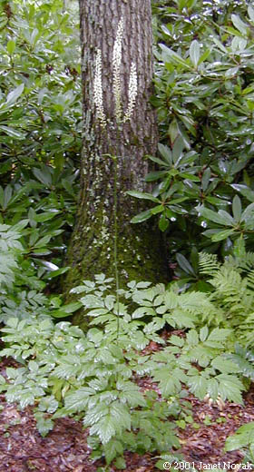 Cimicifuga racemosa (L.) Nutt.