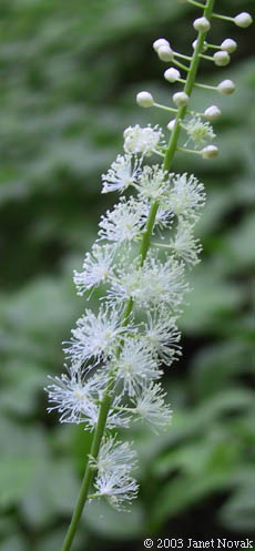 Cimicifuga racemosa (L.) Nutt.
