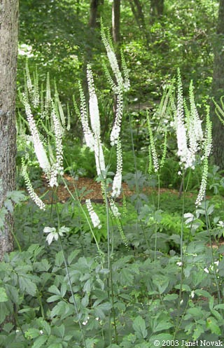 Cimicifuga racemosa (L.) Nutt.