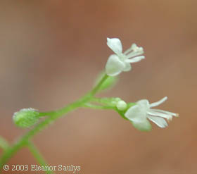 Circaea alpina L.