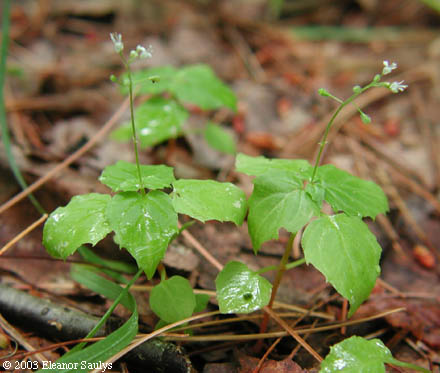 Circaea alpina L.