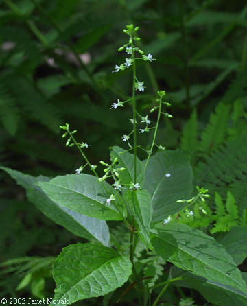 Circaea lutetiana L.